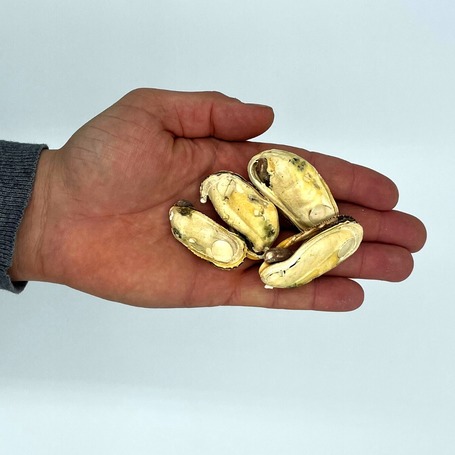 Barf Love új-zélandi zöldkagyló, fagyasztva szárított, jutalomfalat kutyáknak és macskáknak