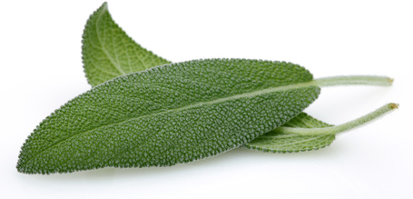 Biogance Terrier Secret shampoo | Drótszőrű kutyák fürdetéséhez | Lime és zsálya kivonattal