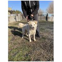 Bella, egy éves, szuka #5