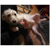 Aranyka, ivartalanított szuka kutyus #6