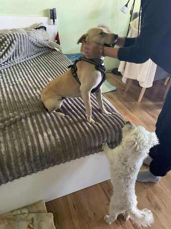 Floren, 3 éves ivartalanított szuka