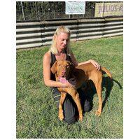 Bingo, két éves, kan #5