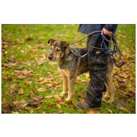 Pongó, 7 éves, kan #2