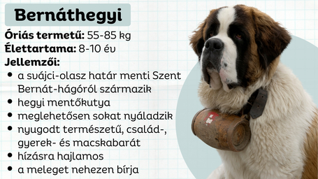 A bernáthegyi - a kutyák Bud Spencere