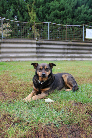 Levi, 4 éves ivartalanított kan