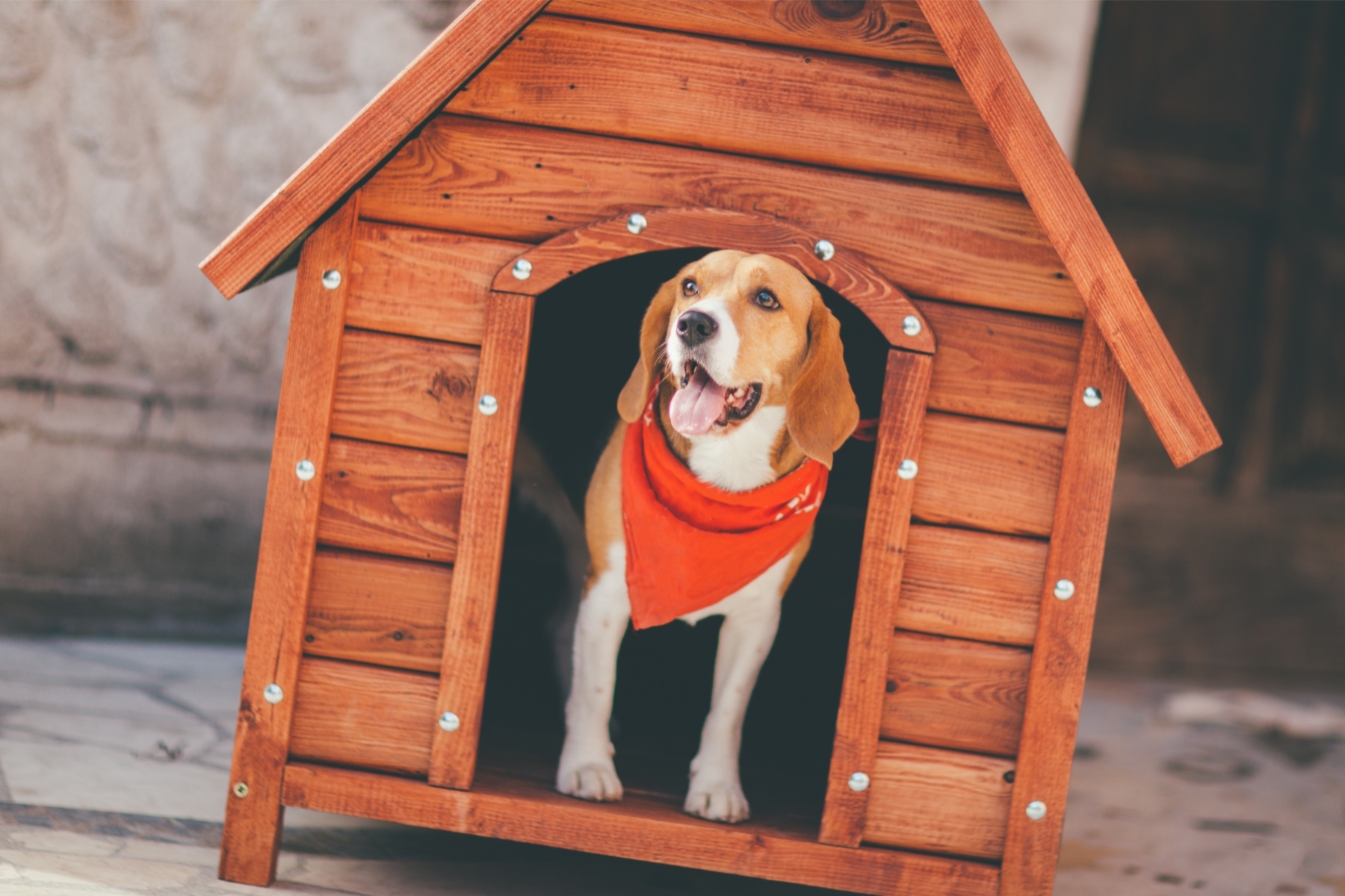 Beagle kutyaház