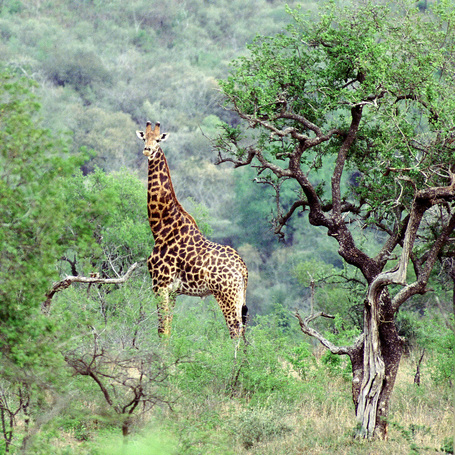 Mopani afrikai vasfa akváriumba