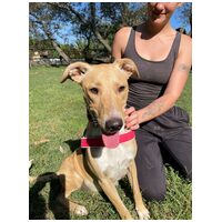 Szöszi, egy éves, szuka #4