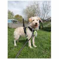 Aranyka, ivartalanított szuka kutyus #11