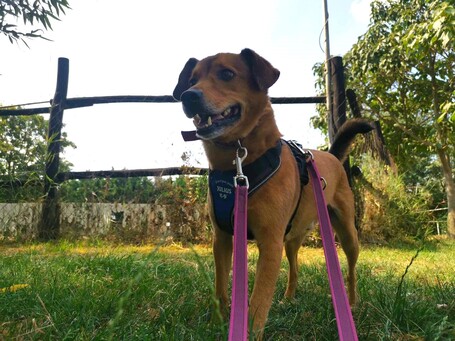 Misi, ivartalanított kan