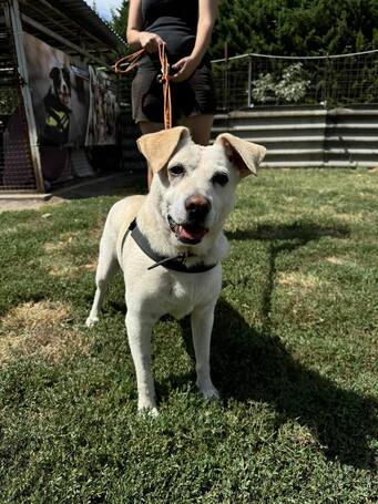 Amy, ivartalanított szuka kutyus