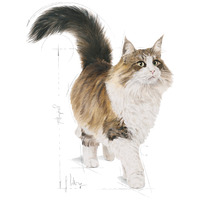 Royal Canin Sterilised Gravy - Ivartalanított felnőtt macska szószos nedves táp #7