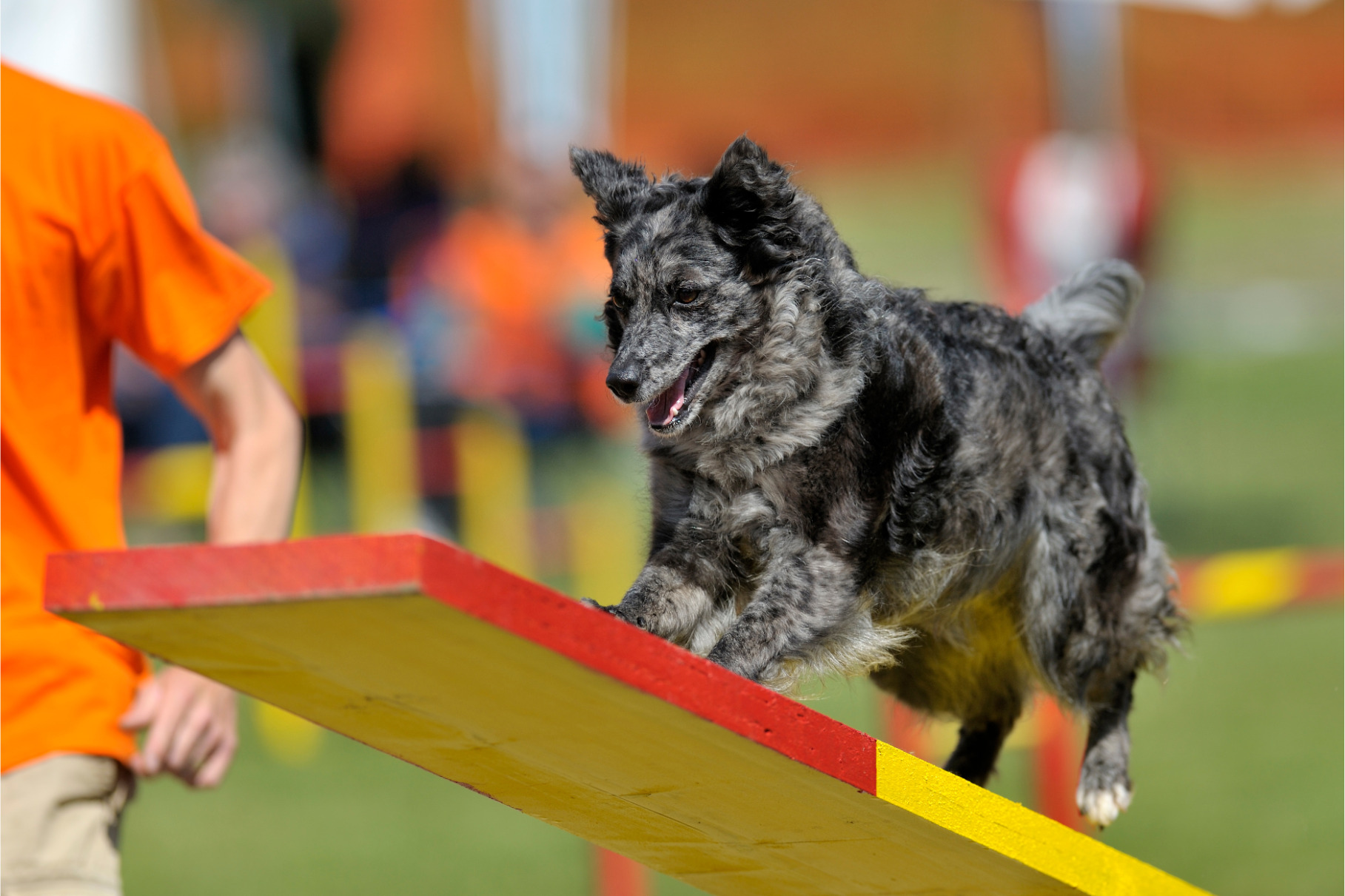 Mudi kutya agility versenyen