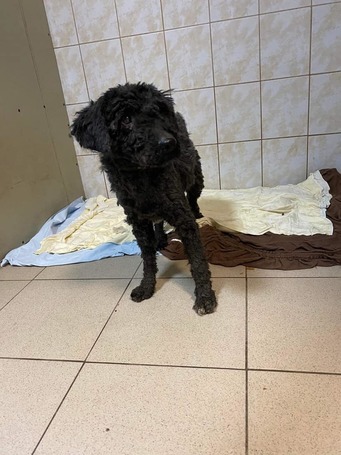 Gombóc Artúr, 12 éves, 44 cm magas, puli, kan