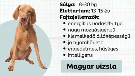 Magyar vizsla - Vadászatok erdőn, mezőn