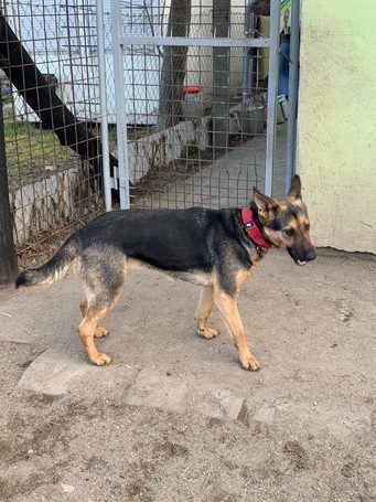 Minerva, 1 éves, németjuhász keverék, szuka