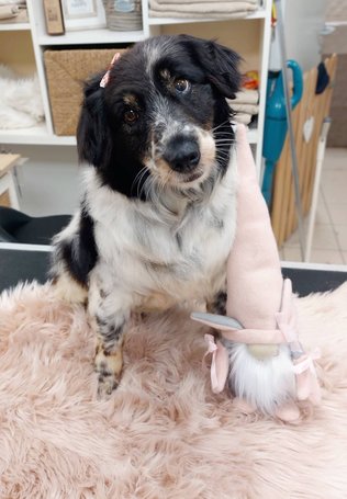 Pitypang, 3 éves, szuka