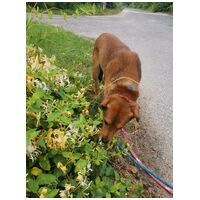 Misi, ivartalanított kan #6