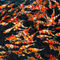 JBL ProPond Goldfish Sticks