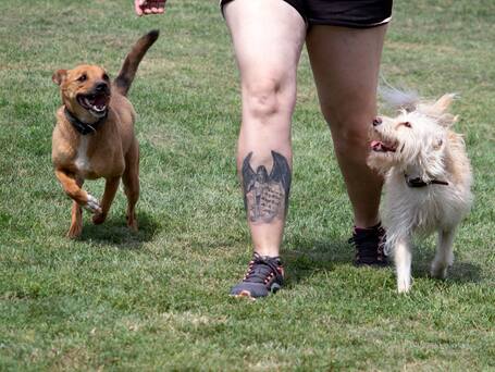 Aranyka, ivartalanított szuka kutyus