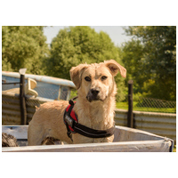 Mutyi, kilenc hónapos, kan #5