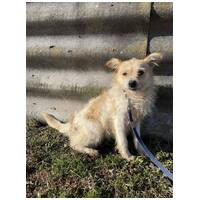 Mangó, egy éves, szuka #2