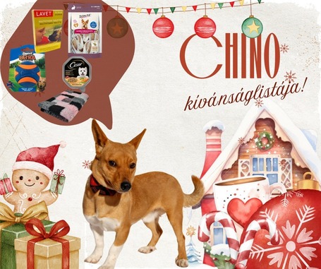 Chino, 7 hónapos keverék kisfiú