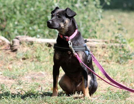 Robin, ivartalanított lányka gazdit keres