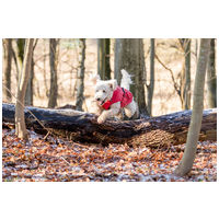 Trixie Vimy esőkabát kutyáknak, élénksárga, világoskék, zöld és piros színben #24