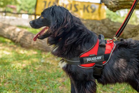 Tappancs, két éves kan