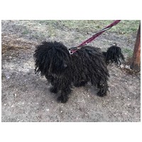 Gombóc Artúr, 12 éves, 44 cm magas, puli, kan #4