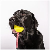 Julius-K9 IDC neon fluoreszkáló labda #4