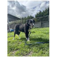 Drukker, ivartalanított kan kutya, gazdit keres #7