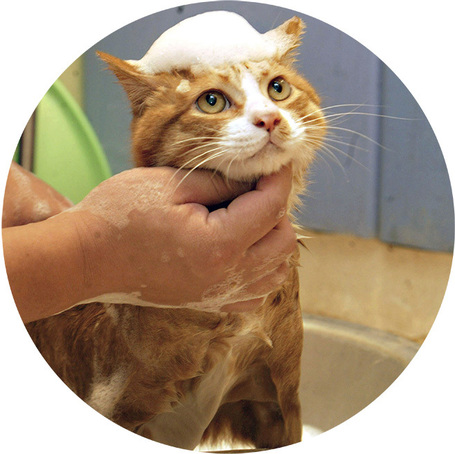 Samponok, szőrzetápolók macskáknak