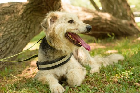 Macho, 4 éves, 57 cm magas, kan