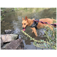 Titusz, 1 éves, 50 cm magas, kan #3