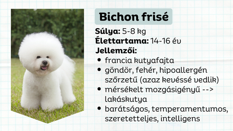 Bichon frisé, a bájos, négylábú vattapamacs