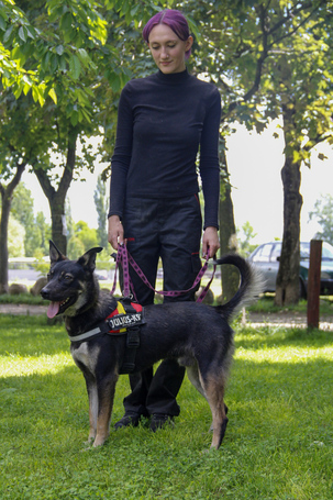 Hektor, kan kutyus gazdit keres