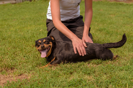 Picúr, 6 éves, kis testű, szuka