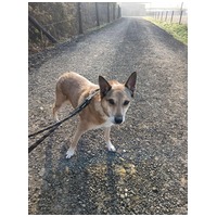 Poppy, 11 éves ivartalanított idős hölgy #5