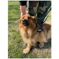 Bernhard, 2 éves kan #2