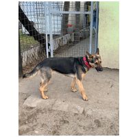 Minerva, 1 éves, németjuhász keverék, szuka #3