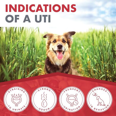 Dermoscent Uti-Zen kutyáknak és macskáknak