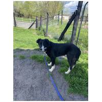 Drukker, ivartalanított kan kutya, gazdit keres #10