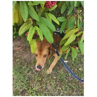 Misi, ivartalanított kan #14