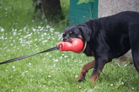 Kong Bounzer kutyajáték