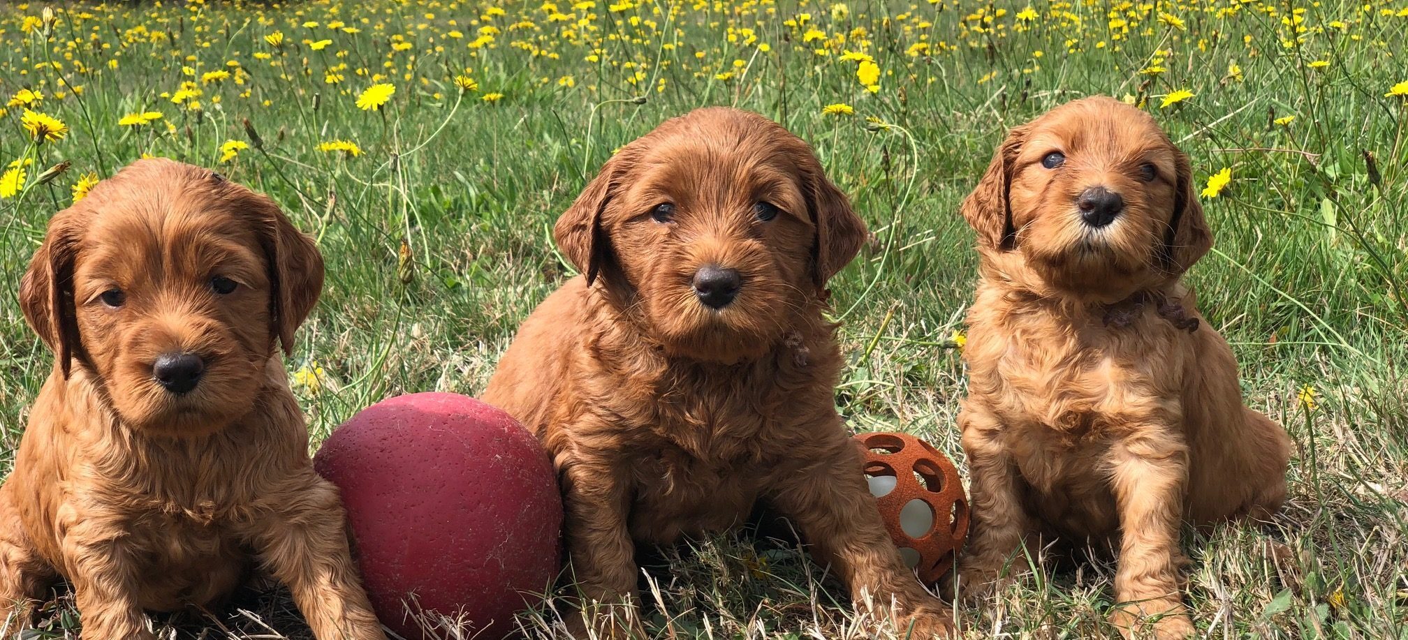 Labradoodle kölyökkutyák