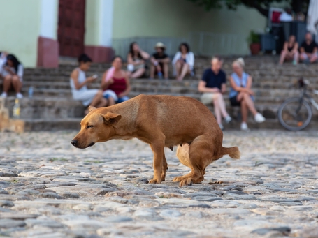 Kutya hasmenés: mi a teendő, ha kedvencünkre rájön a szapora?