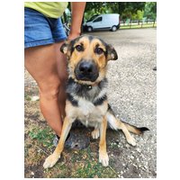 Marshall, 2 éves, német-juhász jellegű, kan #3