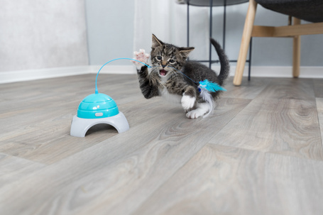 Trixie Catch Me cicajáték